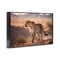 Stupell Industries Cheetah On Patrol Framed Giclee Wall Art Design by Noah Bay